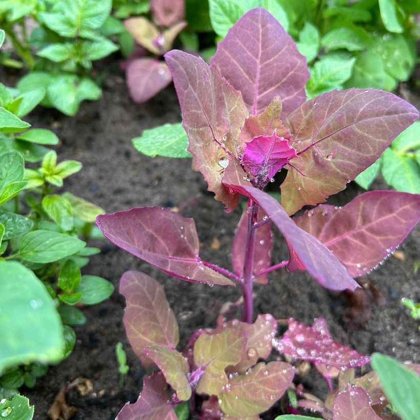 Tuinmelde - Atriplex hortensis (Groeiplaats)
