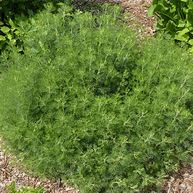 Artemisia abrotanum - Citroenkruid (Plant habit)