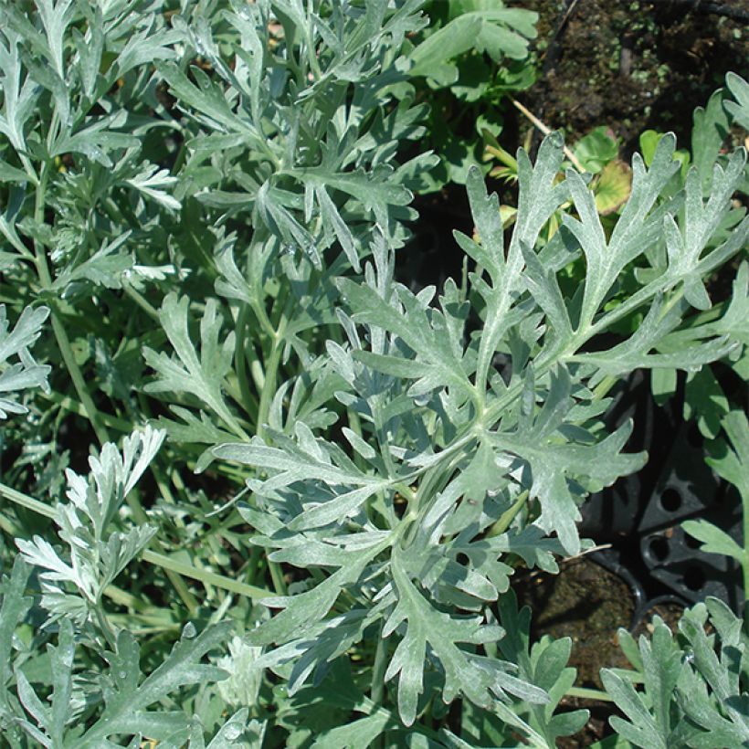 Artemisia absinthium Lambrook Silver - Absintalsem (Foliage)