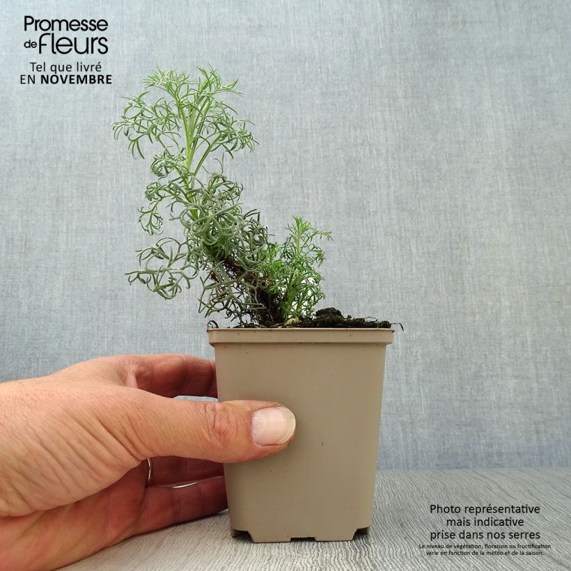 Exemplaar van Artemisia alba Canescens - Alsem Kweekpotje van 8/9 cm zoals geleverd in de herfst