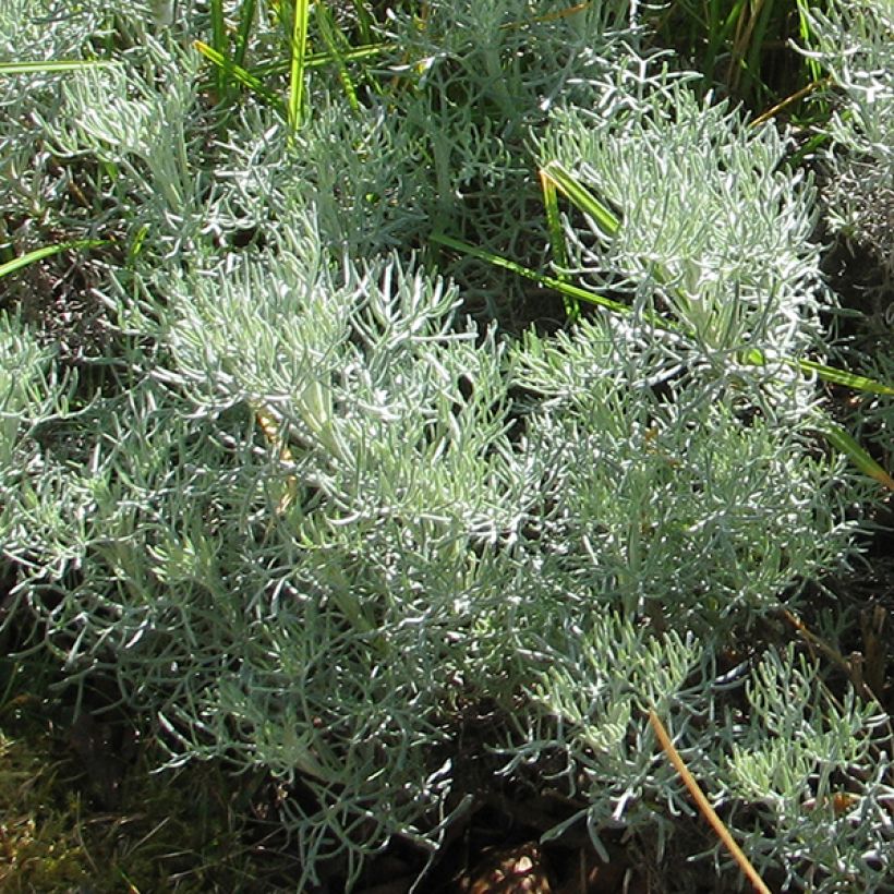 Artemisia alba Canescens - Alsem (Foliage)