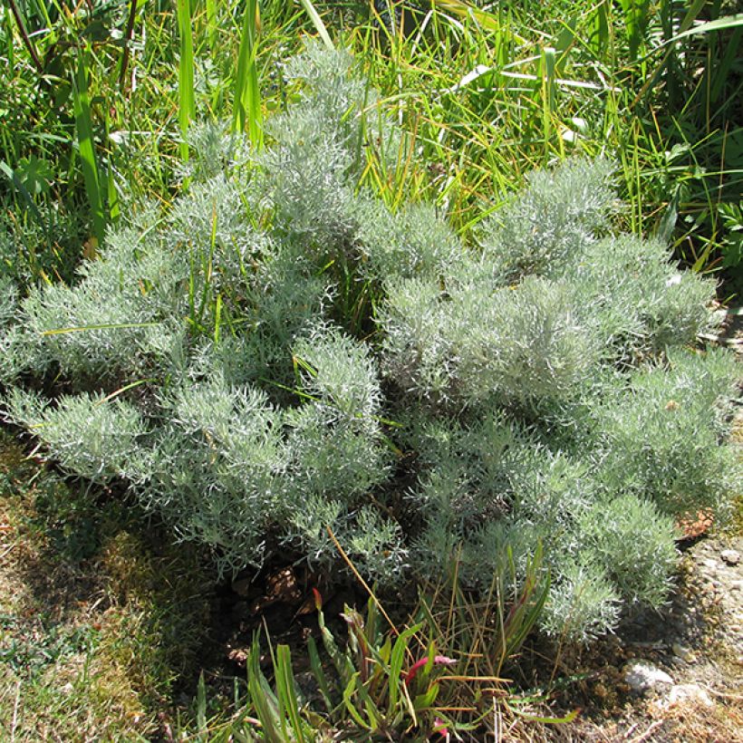 Artemisia alba Canescens - Alsem (Plant habit)