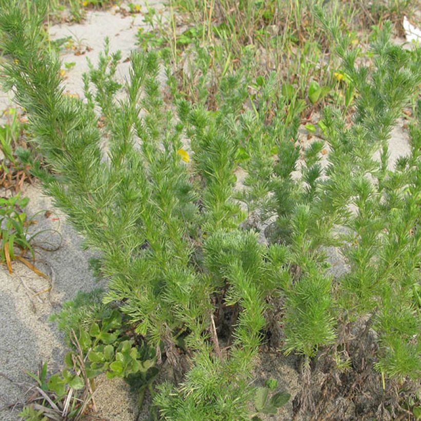 Artemisia capillaris - Welriekende alsem (Groeiplaats)
