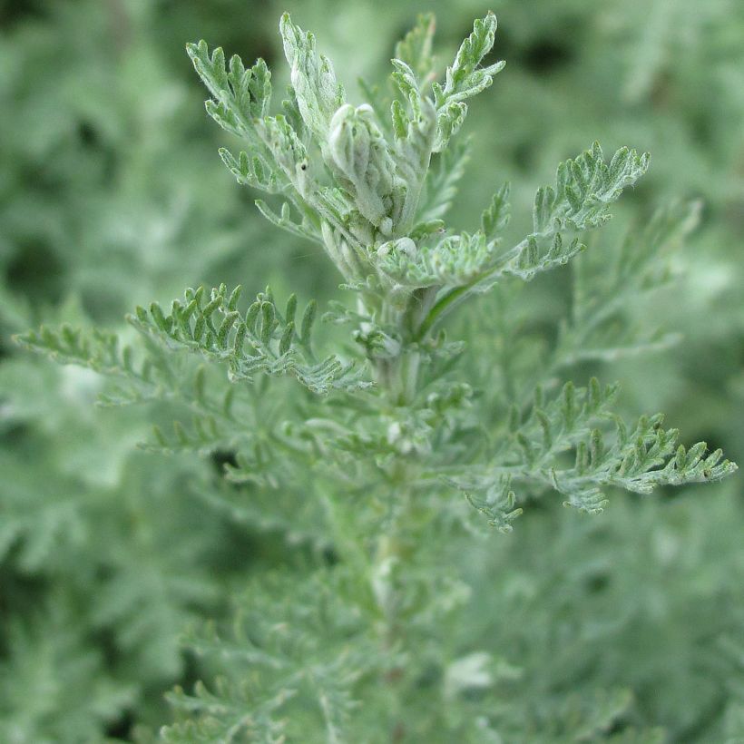 Artemisia pontica - Romeinse alant (Blad)