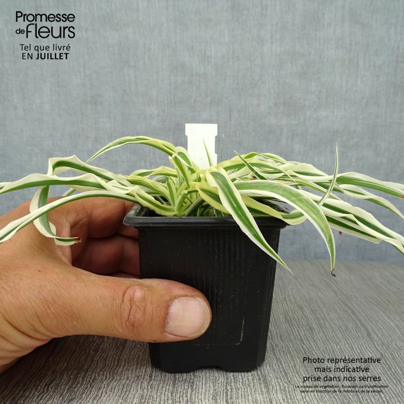 Exemplaar van Arthropodium candidum Little Lilia Kweekpotje van 8/9 cm zoals geleverd in de zomer