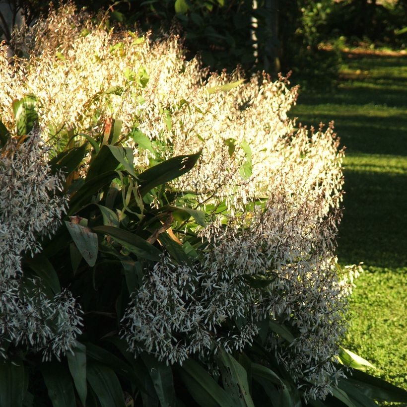 Arthropodium cirratum (Groeiplaats)