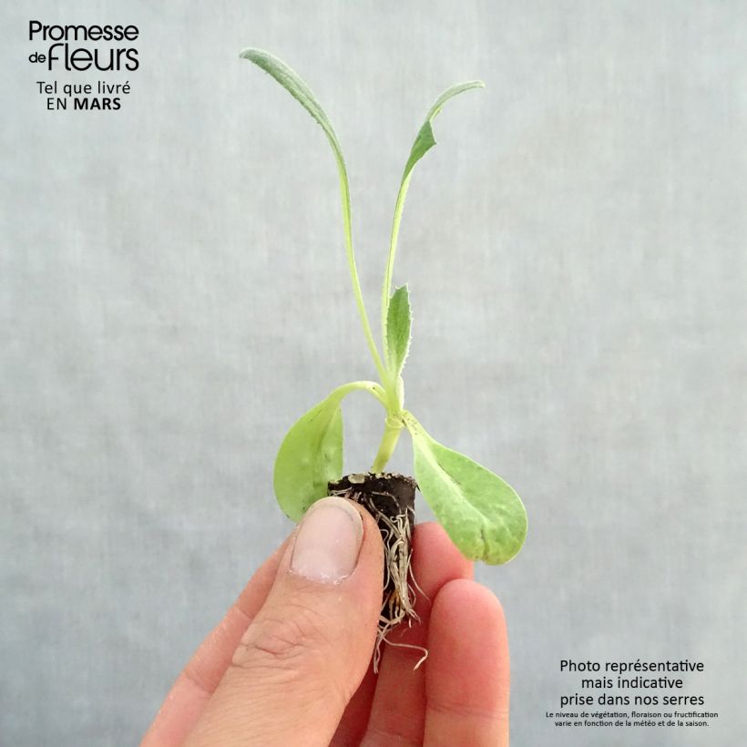 Exemplaar van Artisjok Imperial Star BIO Mini-mot Ø 1,5/2,5 cm zoals geleverd in de lente