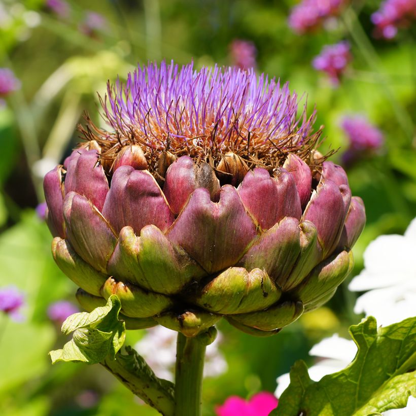 Artisjok Green Globe (Bloei)