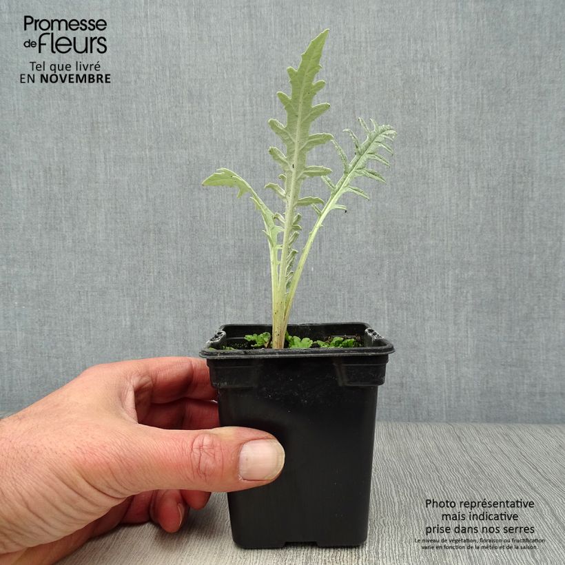 Exemplaar van Artisjok Paarse van de Provence (jonge planten in kweekpotjes) Kweekpotje van 7/8 cm zoals geleverd in de herfst