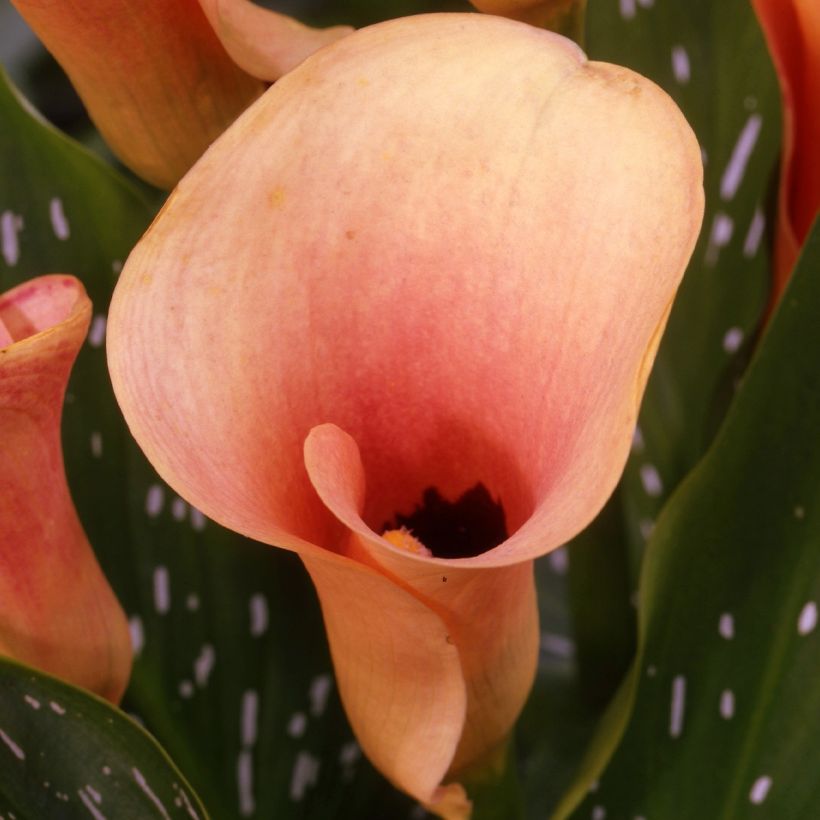 Calla Auckland - Aronskelk (Flowering)