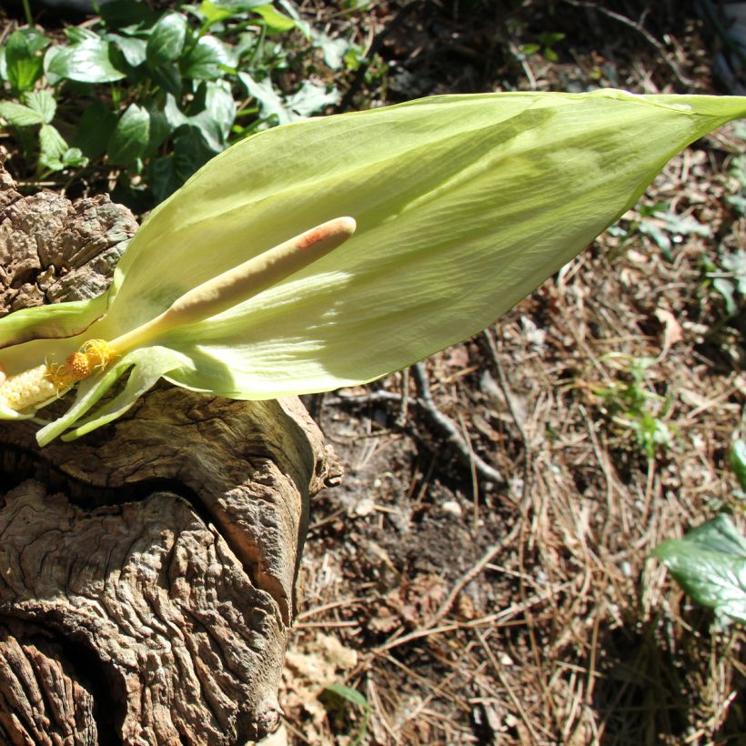 Arum italicum - Italiaanse aronskelk (Flowering)