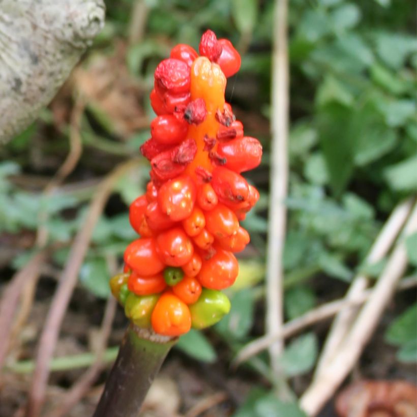 Arum italicum - Italiaanse aronskelk (Harvest)