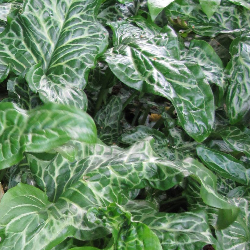 Arum italicum subsp. italicum Marmoratum - Italiaanse aronskelk (Foliage)