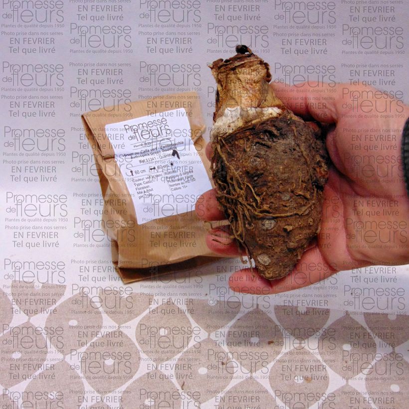 Example of Arum ou Calla vert - Zantedeschia Aethiopica Green Goddess Bol size 18/20 as you get