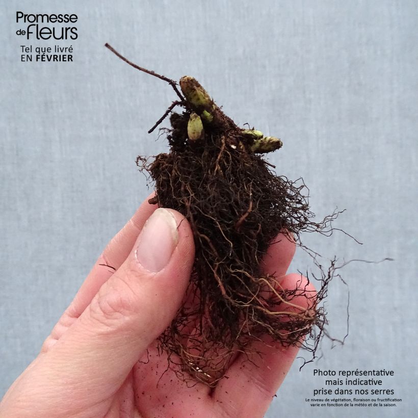 Example of Aruncus Guinea Fowl - Barbe de Bouc Naakte wortel as you get in hiver