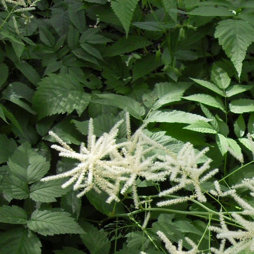 Aruncus dioïcus var. kamtschaticus - Geitenbaard (Foliage)