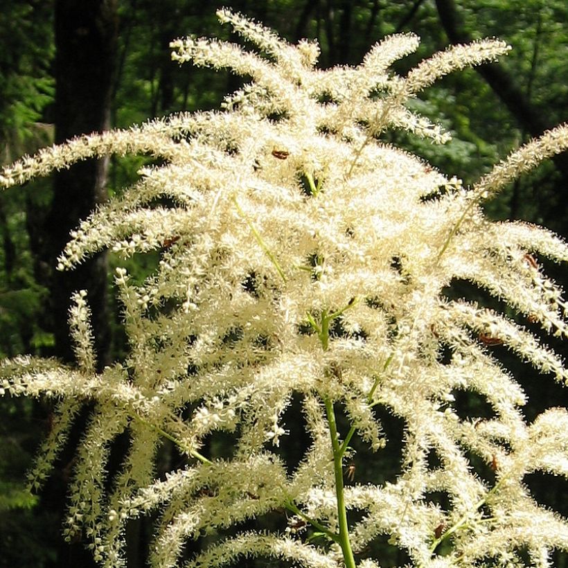 Aruncus dioïcus var. kamtschaticus - Geitenbaard (Flowering)