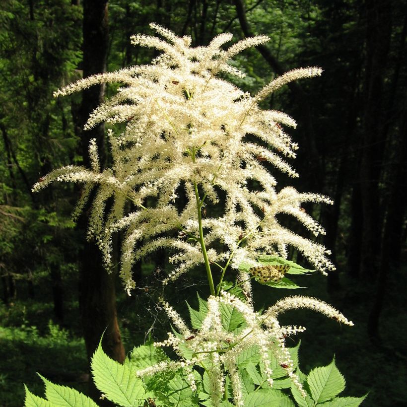 Aruncus dioïcus var. kamtschaticus - Geitenbaard (Plant habit)