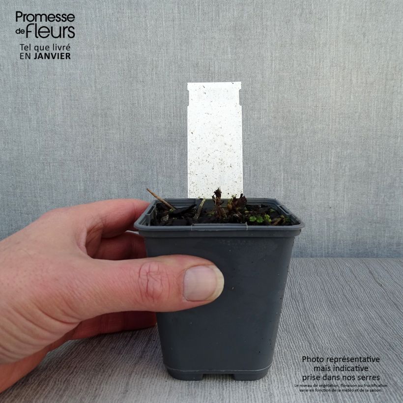 Example of Aruncus diocus var. kamtschaticus, Barbe de Bouc Kweekpotje van 8/9 cm as you get in hiver