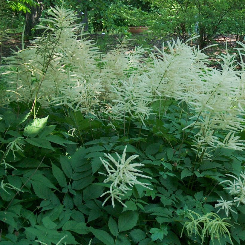 Aruncus dioïcus - Geitenbaard (Groeiplaats)