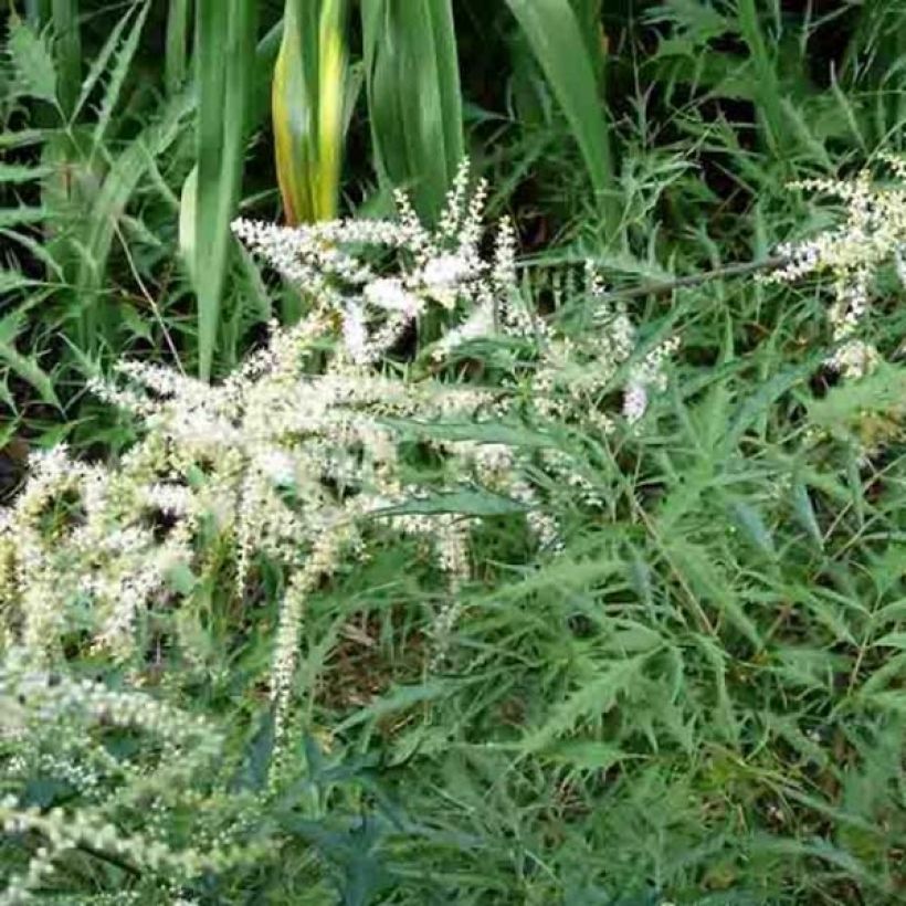 Aruncus dioïcus Kneiffii - Geitenbaard (Plant habit)