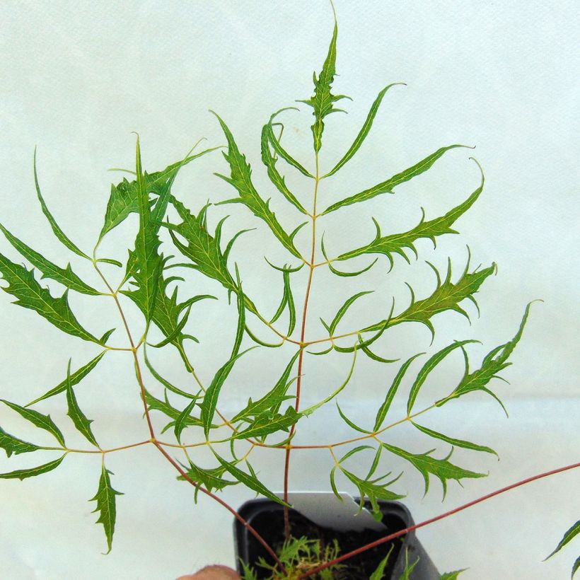 Aruncus dioïcus Kneiffii - Geitenbaard (Foliage)