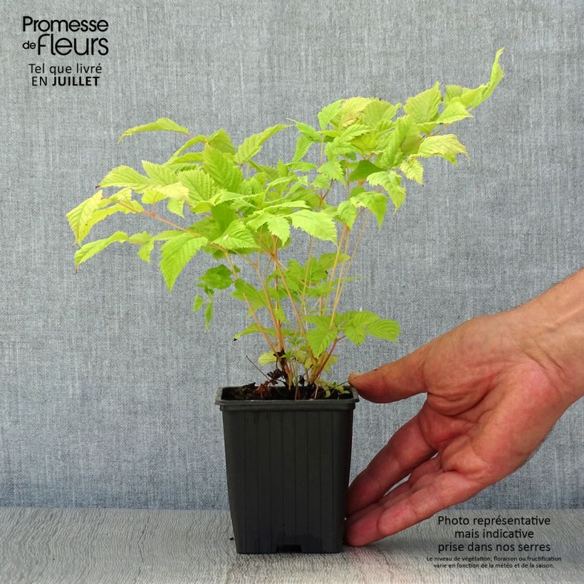 Exemplaar van Aruncus dioïcus sylvestris - Geitenbaard Kweekpotje van 7/8 cm zoals geleverd in de zomer