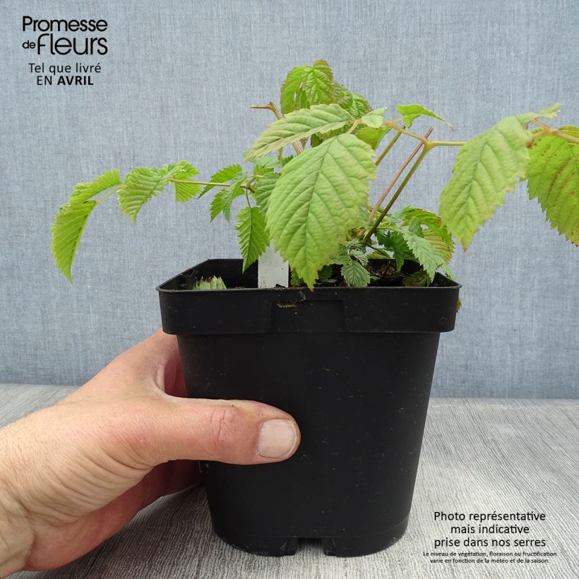 Exemplaar van Aruncus dioïcus sylvestris - Geitenbaard Pot van 2 l/3 l zoals geleverd in de lente