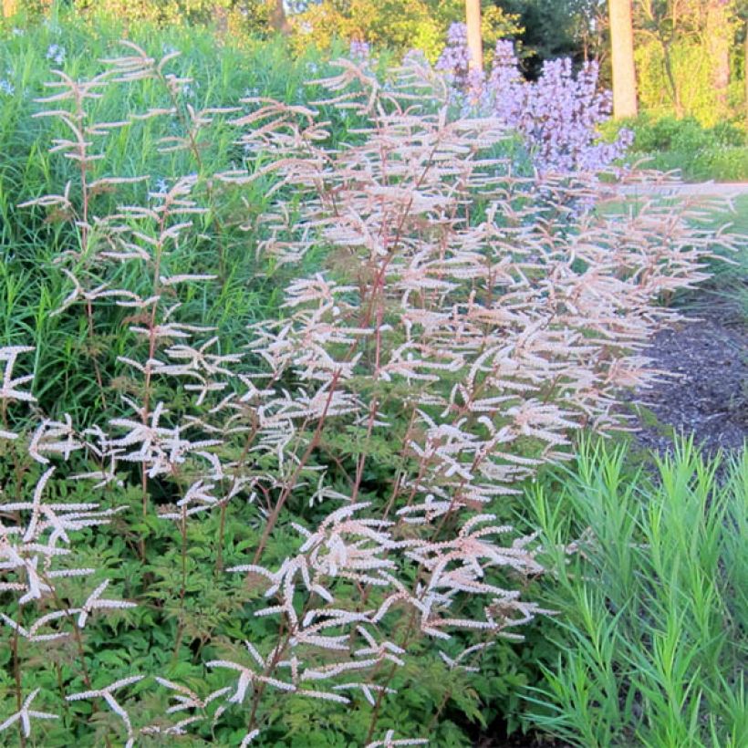 Aruncus aethusifolius x dioicus Horatio - Geitenbaard (Flowering)