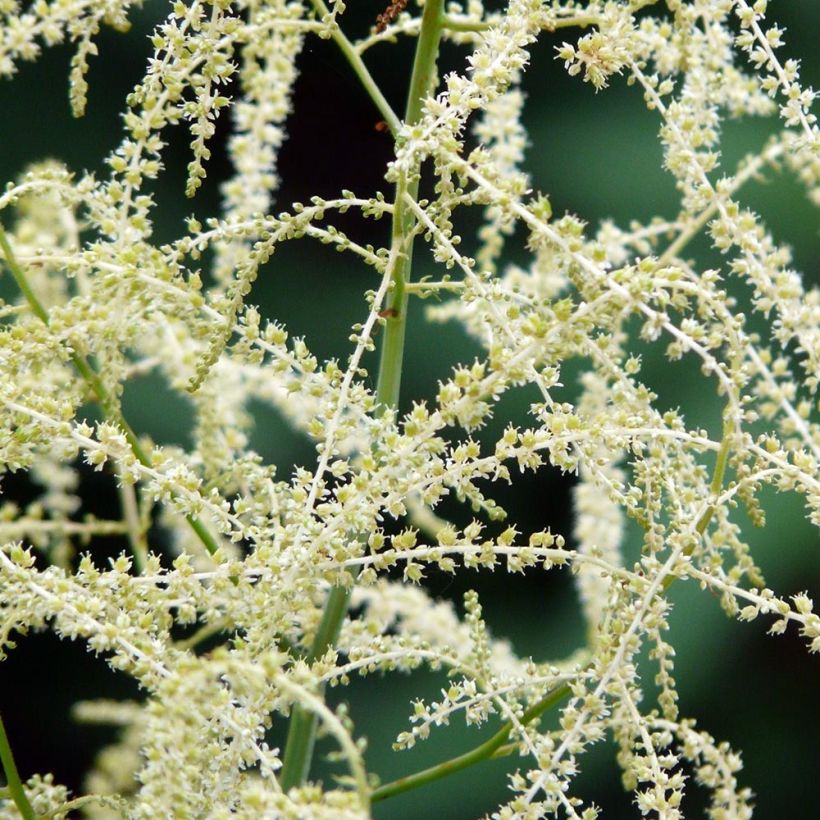 Aruncus aethusifolius x dioicus Misty Lace - Geitenbaard (Flowering)