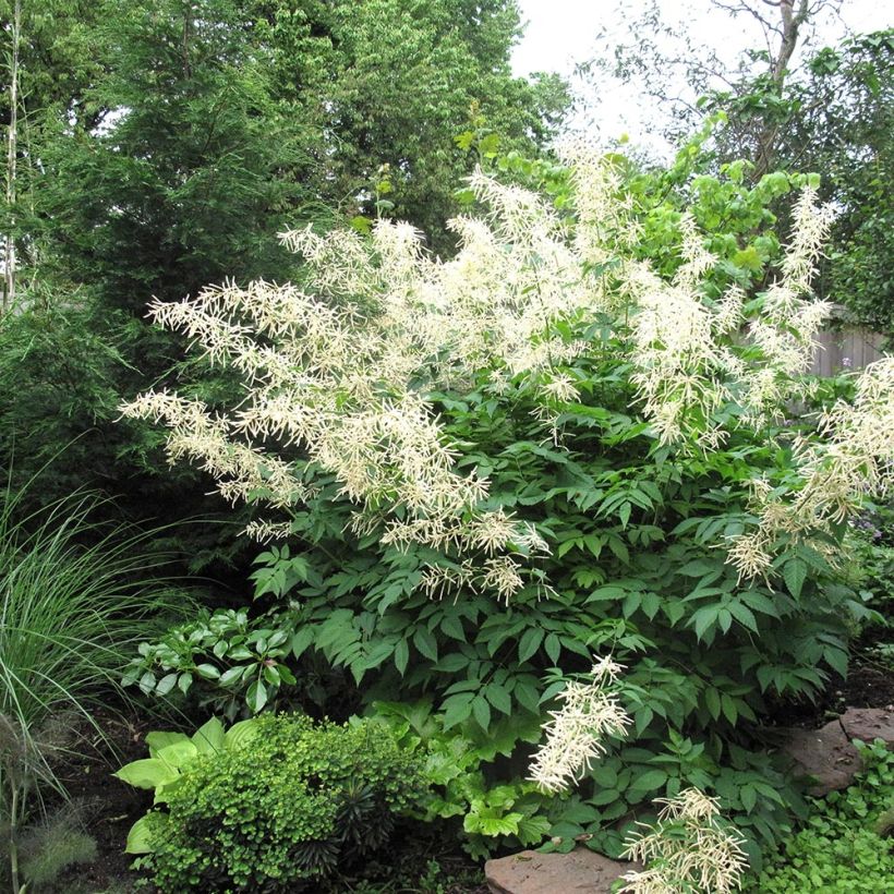 Aruncus aethusifolius x dioicus Misty Lace - Geitenbaard (Plant habit)