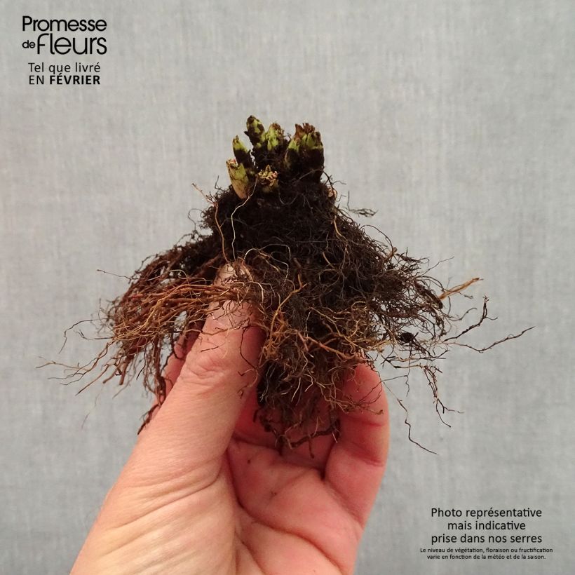 Example of Aruncus hybride Misty Lace - Barbe de bouc Naakte wortel as you get in hiver