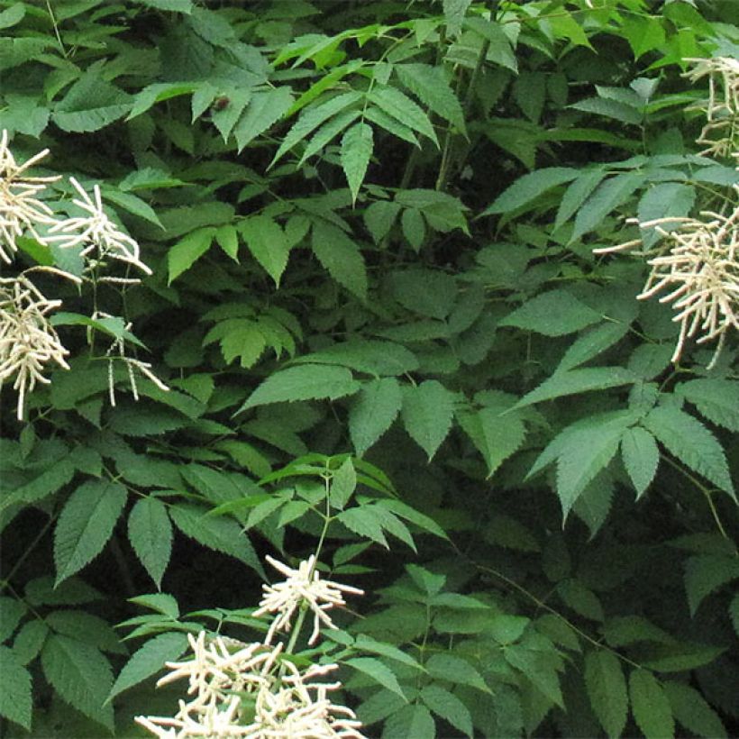 Aruncus sinensis Zweiweltenkind - Geitenbaard (Blad)