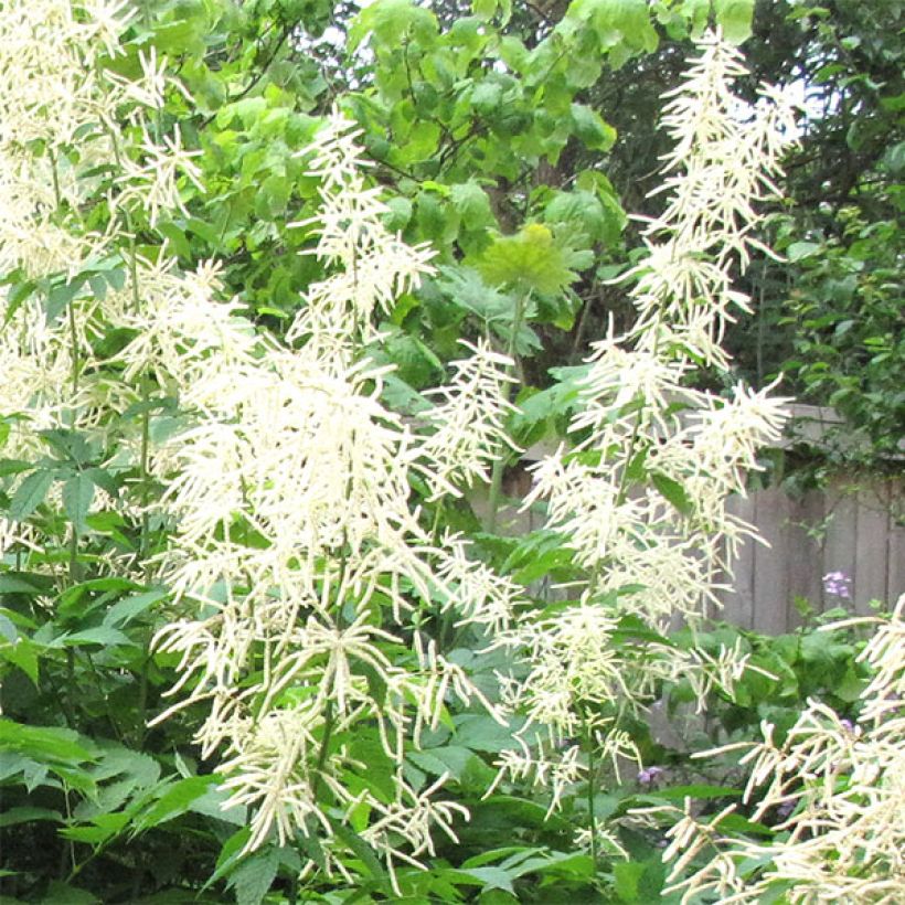 Aruncus sinensis Zweiweltenkind - Geitenbaard (Bloei)