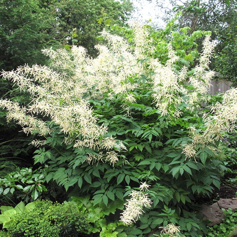 Aruncus sinensis Zweiweltenkind - Geitenbaard (Groeiplaats)