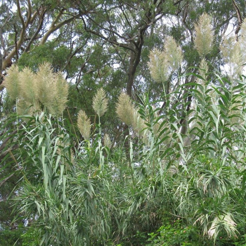Arundo donax - Reuzenriet (Plant habit)