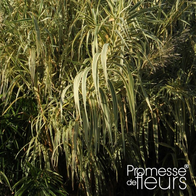 Arundo donax Aureovariegata - Reuzenriet (Blad)
