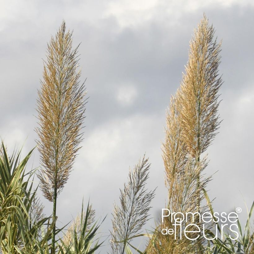 Arundo donax Aureovariegata - Reuzenriet (Bloei)