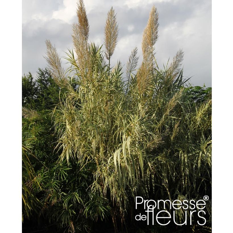 Arundo donax Aureovariegata - Reuzenriet (Groeiplaats)