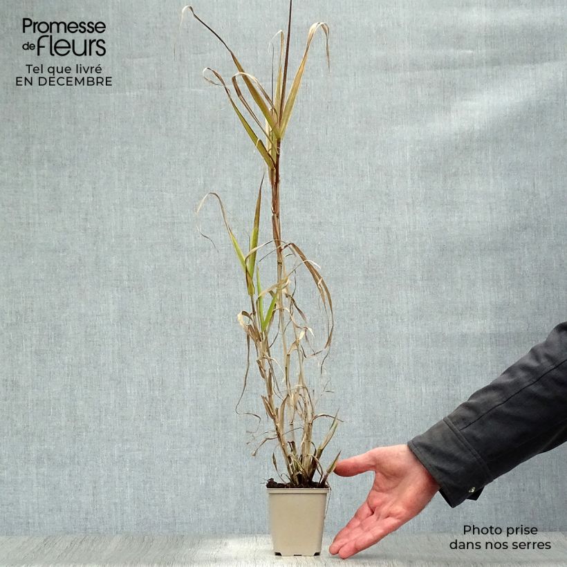 Exemplaar van Arundo donax Aureovariegata - Reuzenriet Kweekpotje van 8/9 cm zoals geleverd in de winter