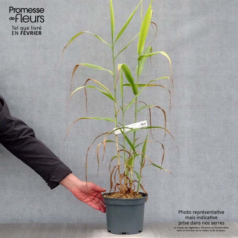 Example of Arundo donax - Canne de Provence Pot van 3 l/4 l as you get in hiver