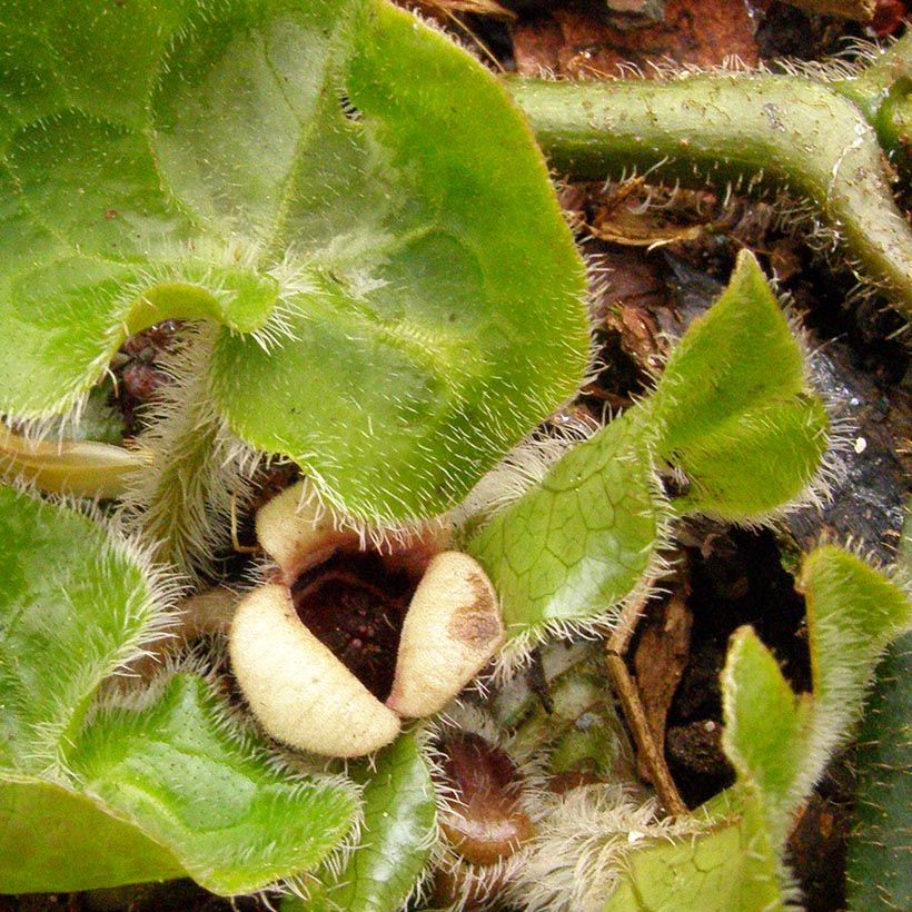 Asarum pulchellum - Mansoor (Bloei)