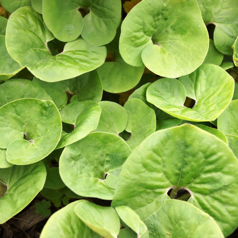 Asarum canadense - Canadese mansoor (Blad)