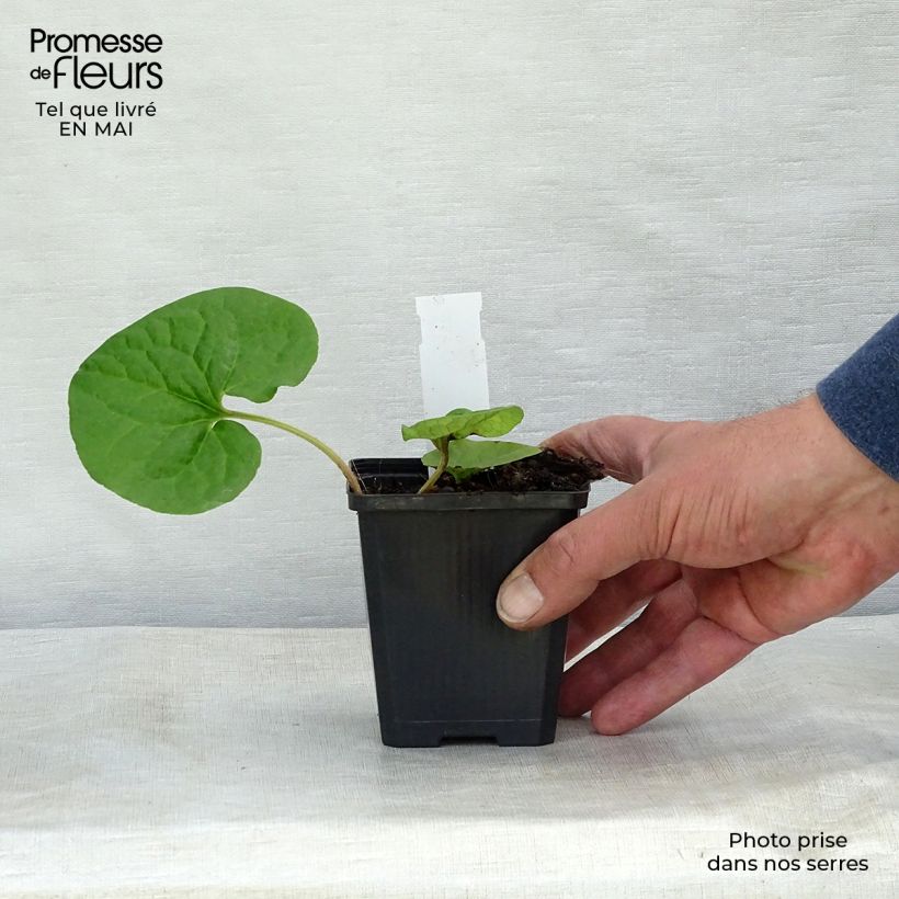 Exemplaar van Asarum caudatum - Mansoor Kweekpotje van 8/9 cm zoals geleverd in de lente