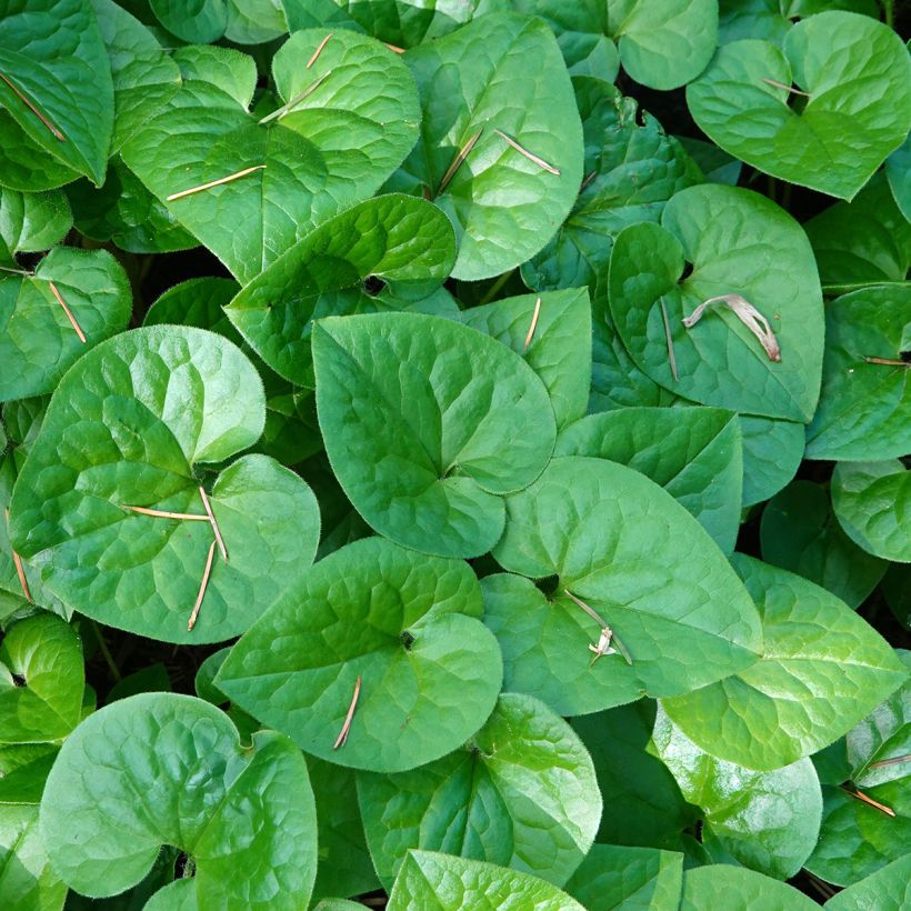 Asarum caudatum - Mansoor (Blad)