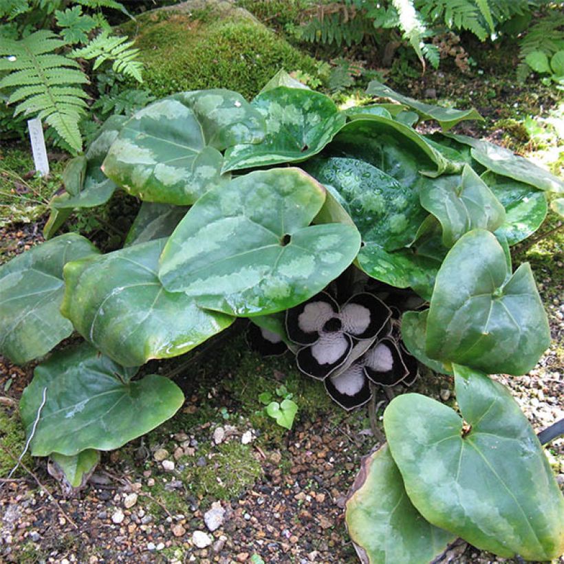 Asarum maximum Giant - Mansoor (Groeiplaats)