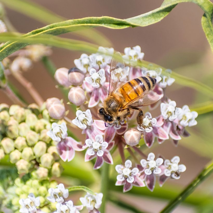 Asclepias fascicularis - slanke zijdeplant (Bloei)