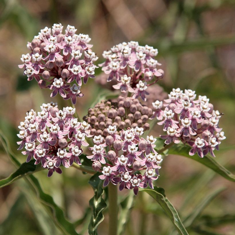 Asclepias fascicularis - slanke zijdeplant (Bloei)