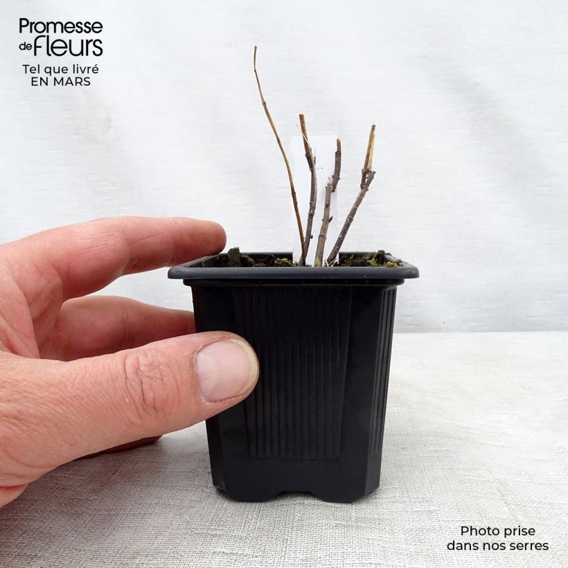 Exemplaar van Asclepias incarnata - Rode zijdeplant Kweekpotje van 8/9 cm zoals geleverd in de lente