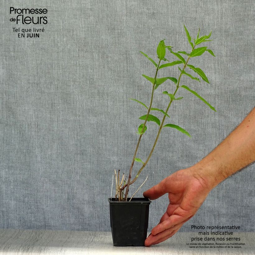 Exemplaar van Asclepias incarnata - Rode zijdeplant Kweekpotje van 8/9 cm zoals geleverd in de zomer